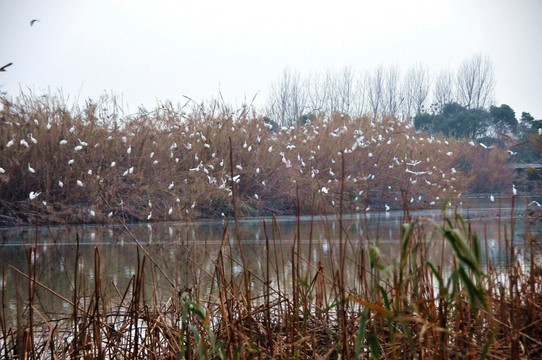 沙家浜風(fēng)景區(qū)