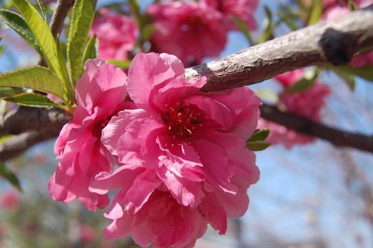 桃花