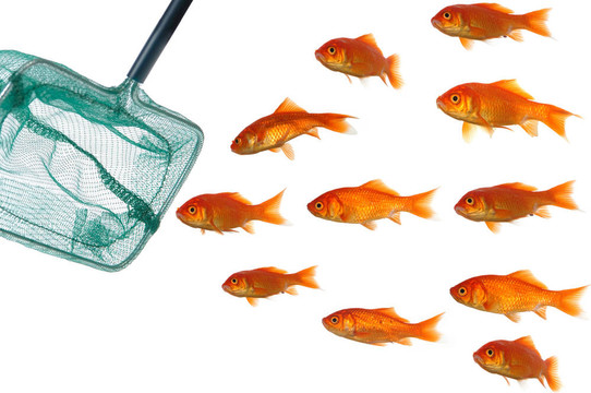 金魚