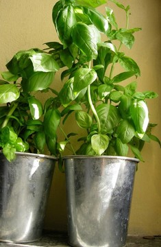 羅勒植物盆栽