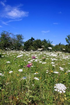 野花草地