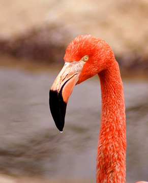 火烈鳥(niǎo)
