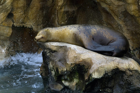 小海獅