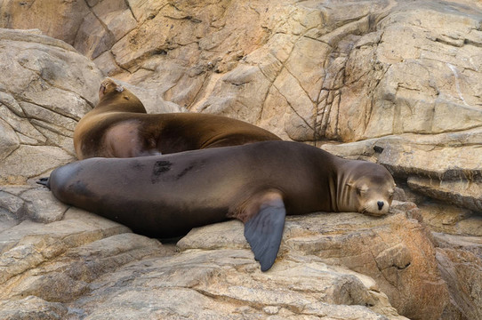 小海獅