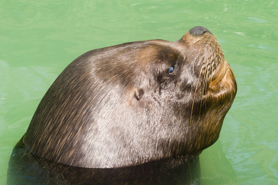 小海獅