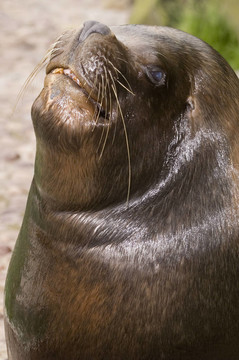 小海獅