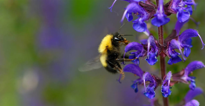 蜜蜂紫色花1