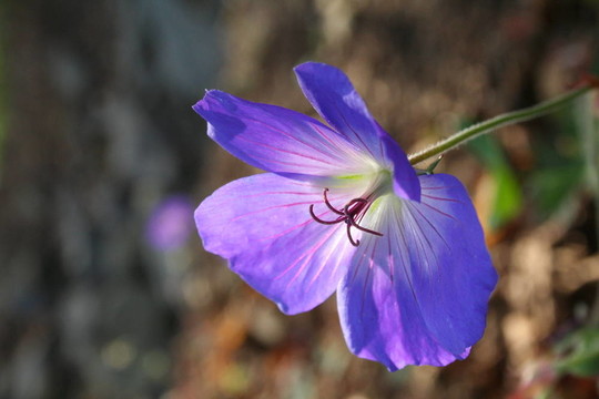 藍(lán)色的亞麻花