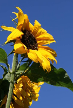 太陽花