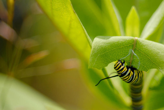 一個(gè)君主卡特彼勒宏（Danaus plexippus）在乳草植物；與文本對(duì)左室。