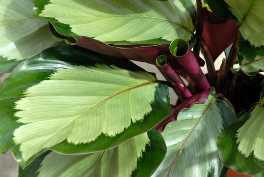 Calathea盆栽