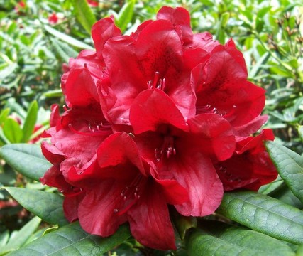 紅杜鵑