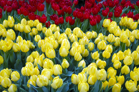 黃色郁金香花