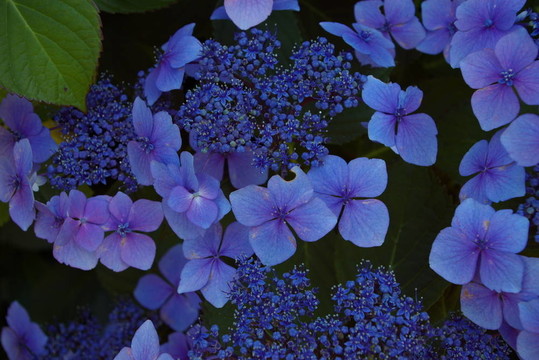 繡球1