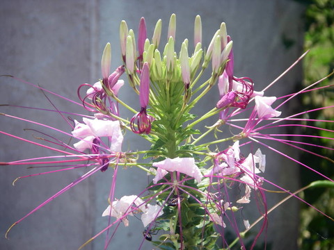 醉蝶花