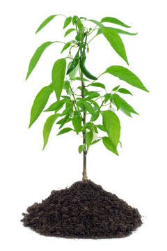 辣椒植株