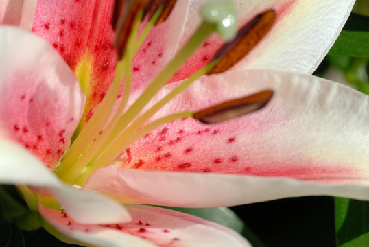 百合花細(xì)節(jié)