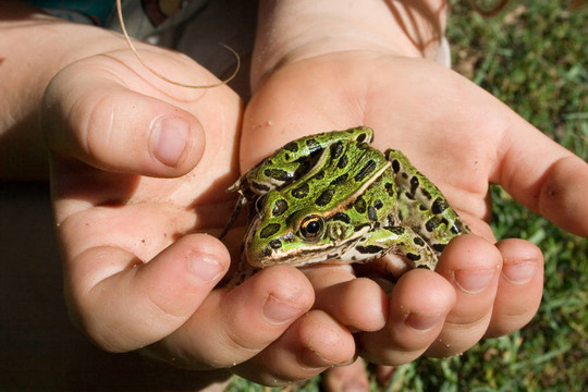 我的Pet Frog