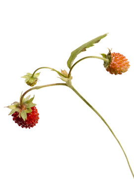 野草莓