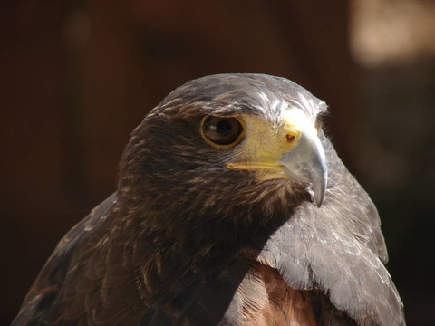 hawk4