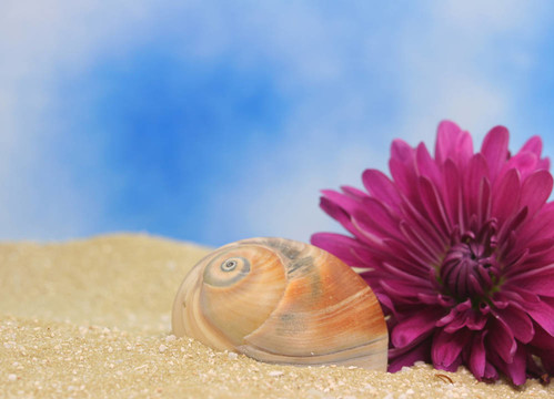 花與海貝殼