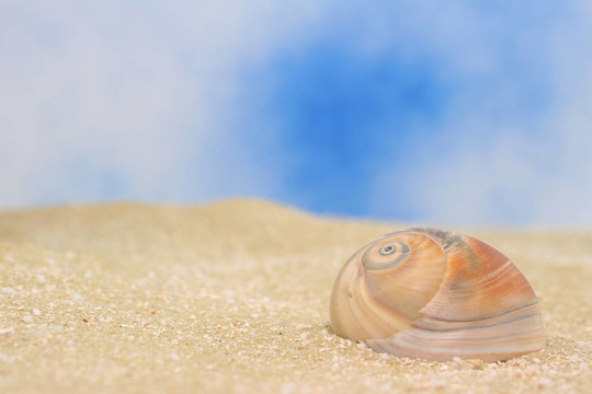 海貝殼