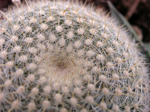 特寫鏡頭迅速刺仙人掌類植物