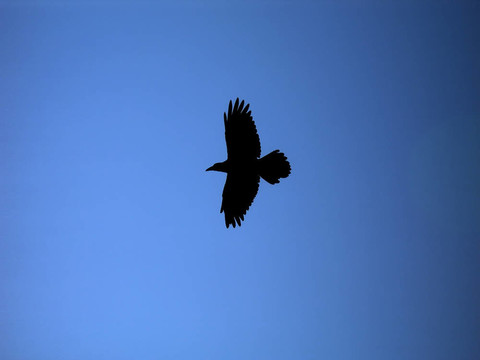 黑色的鳥翱翔