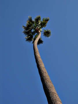 孤獨(dú)的手掌對著天空