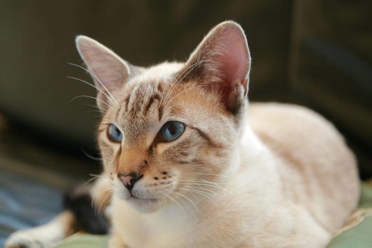 Tomcat