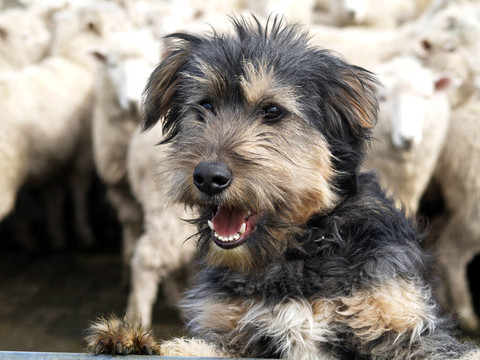 長毛牧羊犬