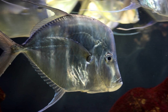 銀色的魚