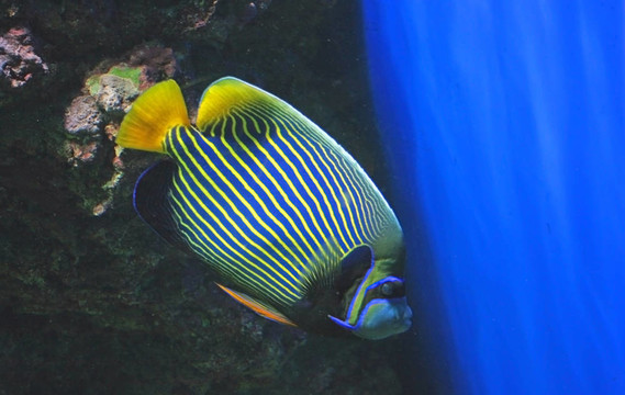 皇帝神仙魚