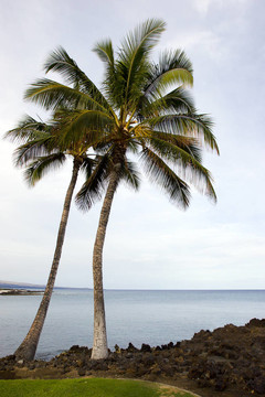夏威夷棕櫚和Beach