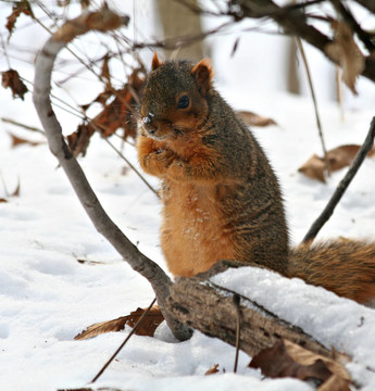 squirrrel