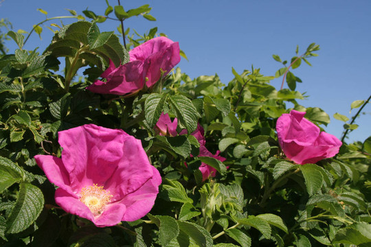 Rosa Rugosa；大眾海灘