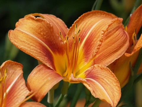 黃花菜