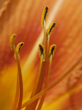 一個(gè)黃花菜了