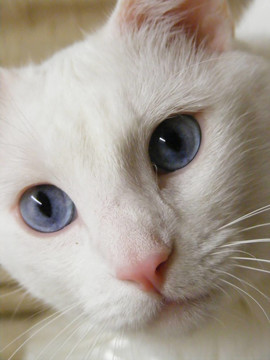 嬰兒藍(lán)調(diào)