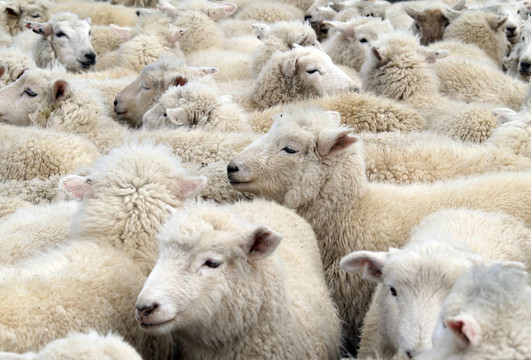 White Sheep暴徒