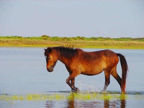 野馬離岸