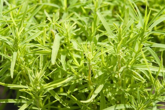 草甸植物