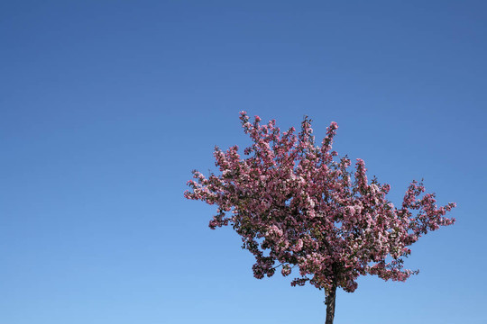 盛開的梅花樹和藍色的天空