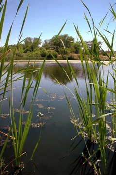 Riparian Pond反射