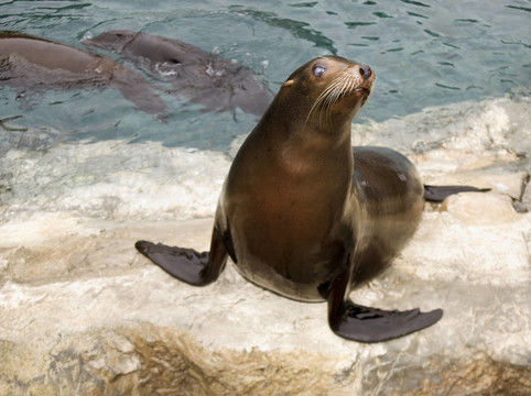 小海獅
