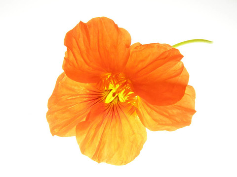 橙花
