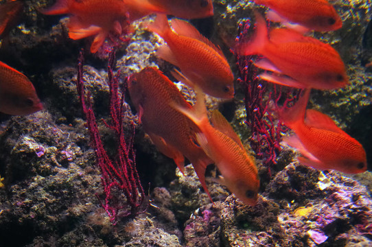 珊瑚魚