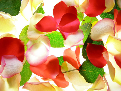 月季花