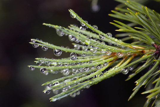 經(jīng)過一場雨
