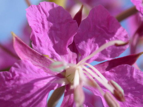 玫瑰灣花